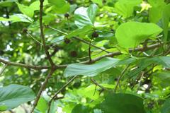 Mitragyna parvifolia